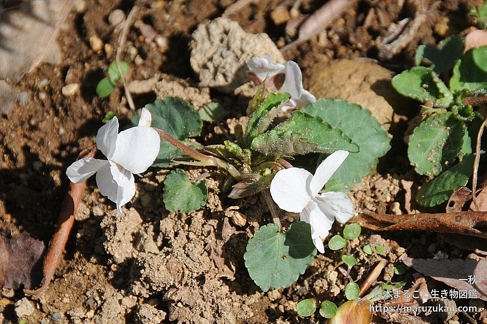 ヒゲケマルバスミレ