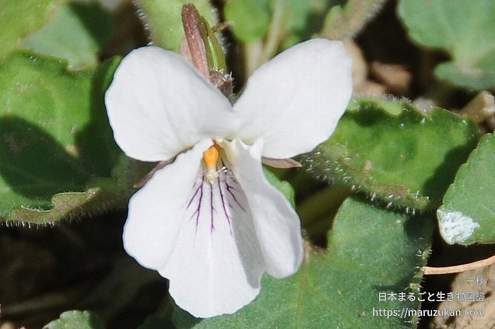 ヒゲケマルバスミレ