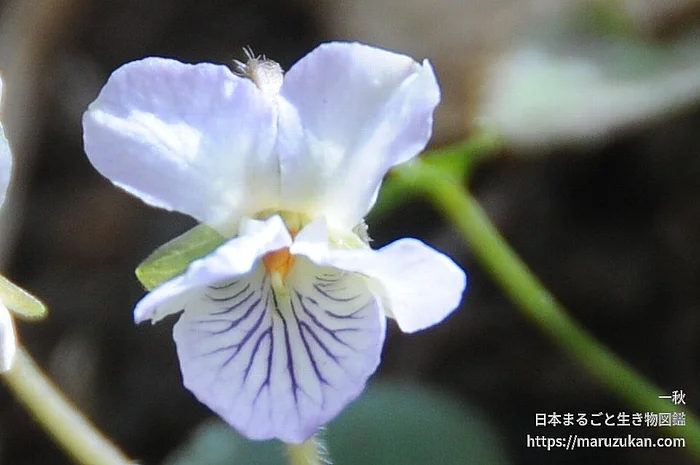 アオイスミレ（花）の写真
