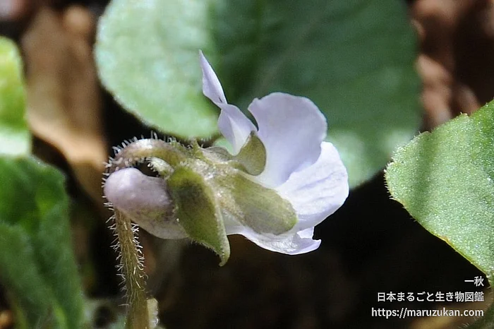 アオイスミレ（花）の写真