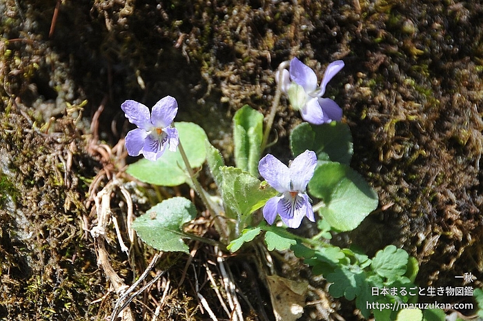 エゾアオイスミレ