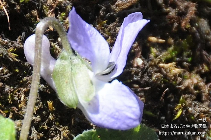 エゾアオイスミレ（花）の写真