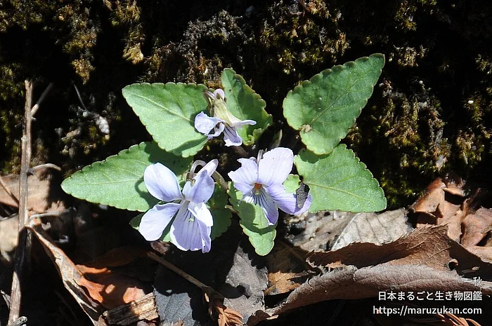 コスミレ（花）の写真