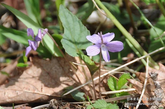 サクラスミレ（花）の写真
