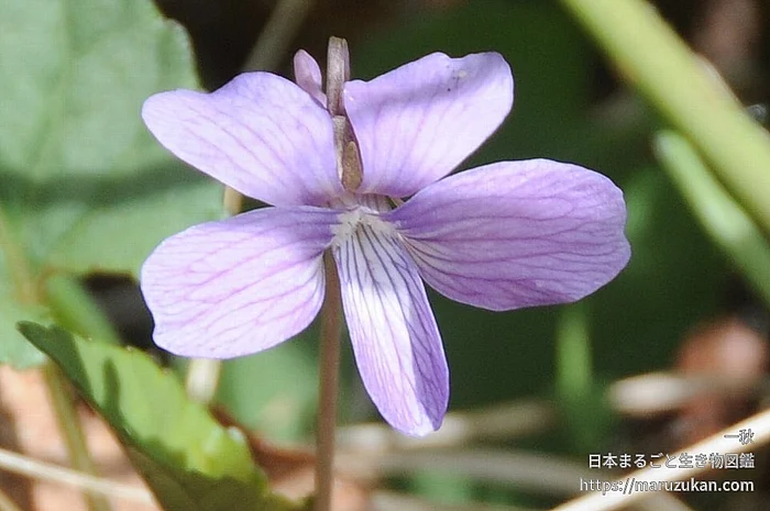 サクラスミレ（花）の写真