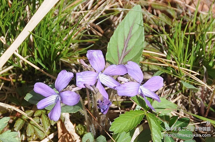 チシオスミレ（花）の写真
