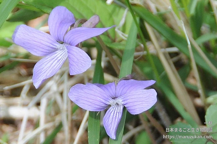 チシオスミレ（花）の写真