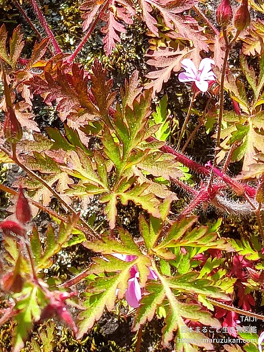 ヒメフウロ（花）の写真