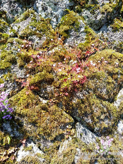 ヒメフウロ（花）の写真