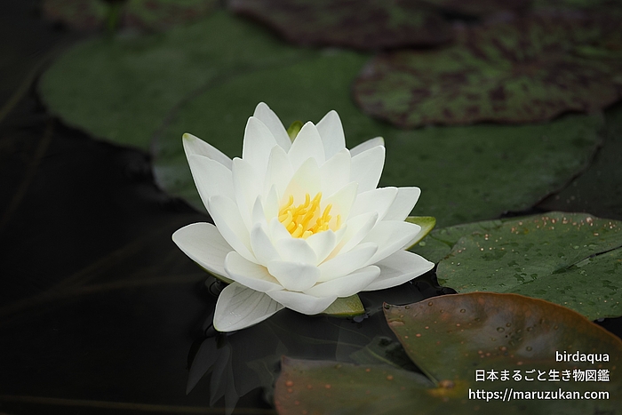 マニーサイアム