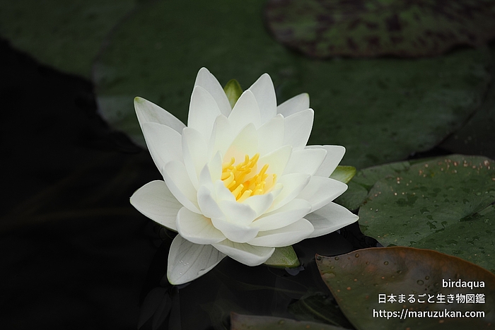 マニーサイアム