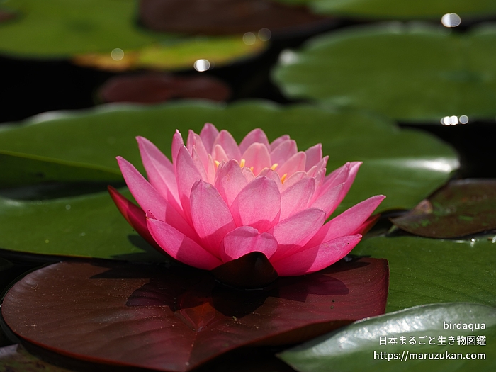 スプラニーピンク