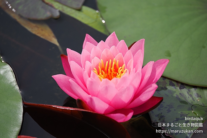 スプラニーピンク