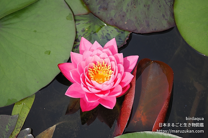 スプラニーピンク