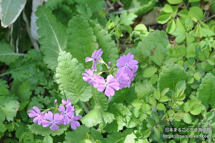 サクラソウ
