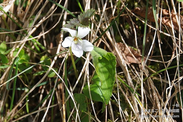 ヒメスミレサイシン