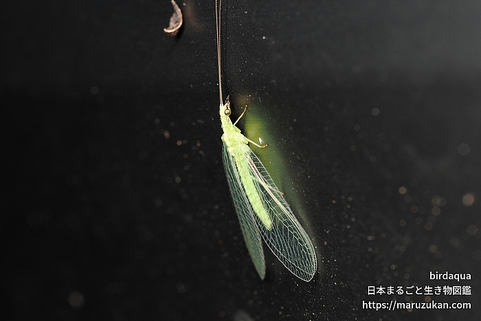 ヤマトクサカゲロウ