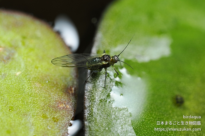 クワイクビレアブラムシ