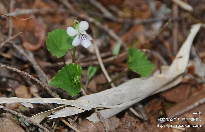 ウスバスミレ（花）の写真