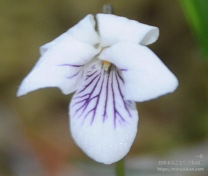 ウスバスミレ（花）の写真