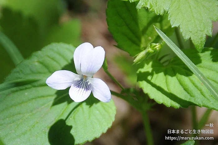 エゾノタチツボスミレ（花）の写真