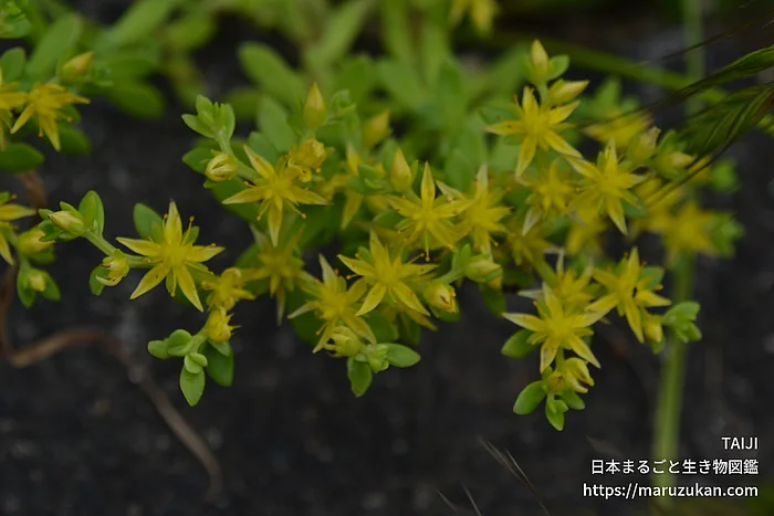 コモチマンネングサ（花）の写真
