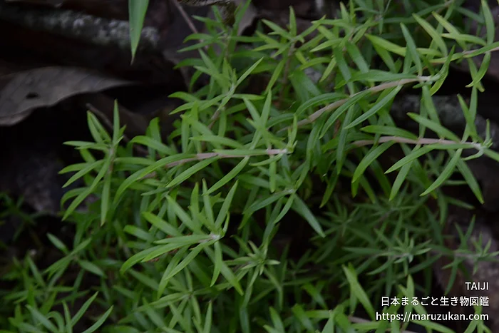 オノマンネングサ（花・実以外）の写真
