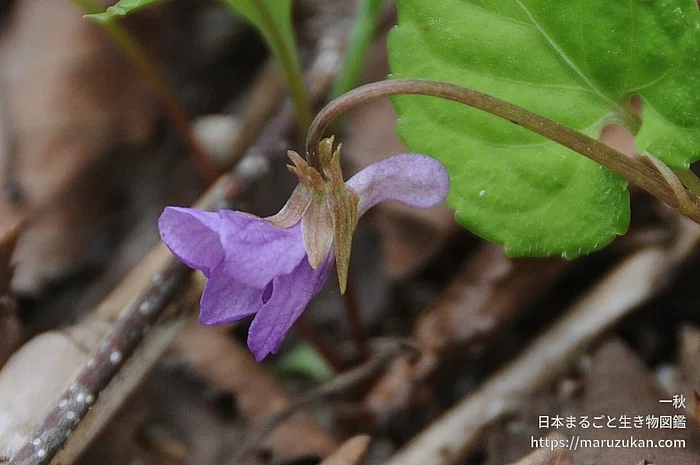 ミヤマスミレ（花）の写真