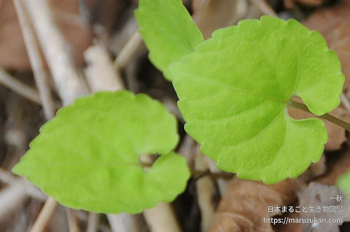 ミヤマスミレ（花）の写真