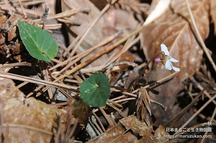 フモトスミレ（花）の写真