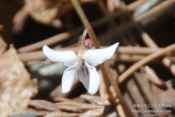 フモトスミレ（花）の写真