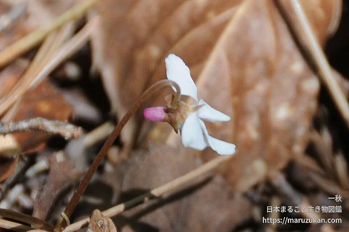 フモトスミレ（花）の写真