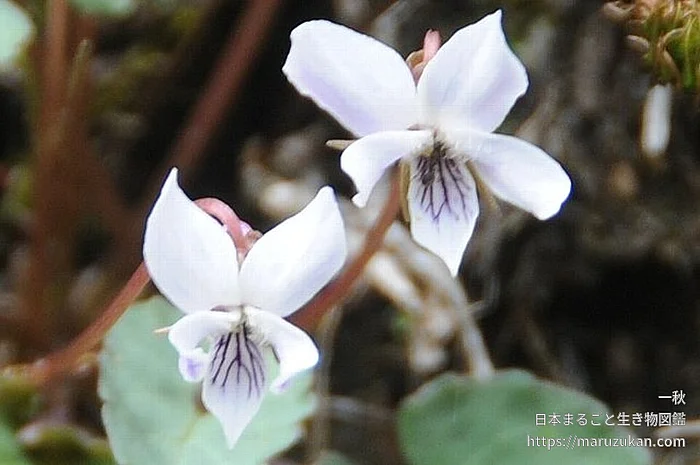 フモトスミレ（花）の写真