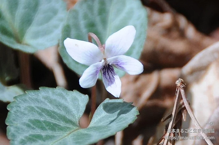 フイリフモトスミレ（花）の写真