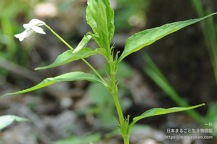 タデスミレ（花）の写真