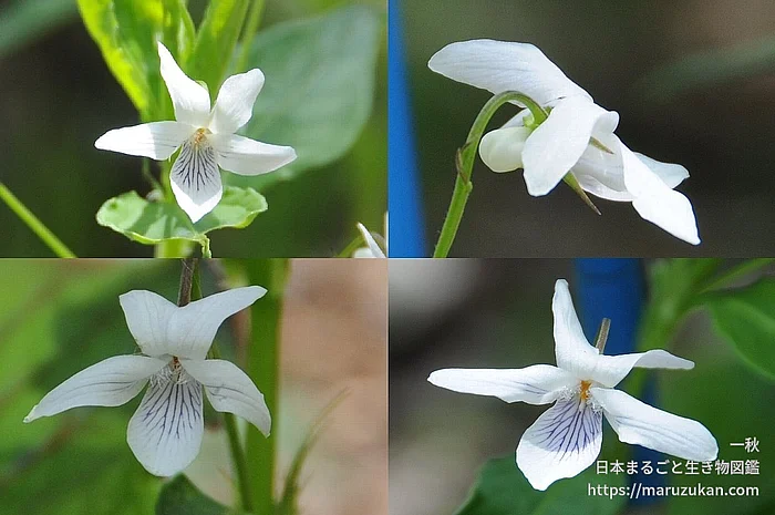 タデスミレ（花）の写真