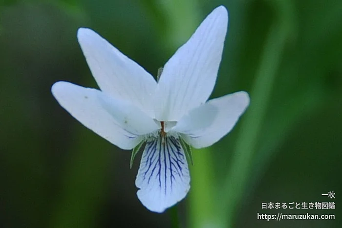 タデスミレ（花）の写真
