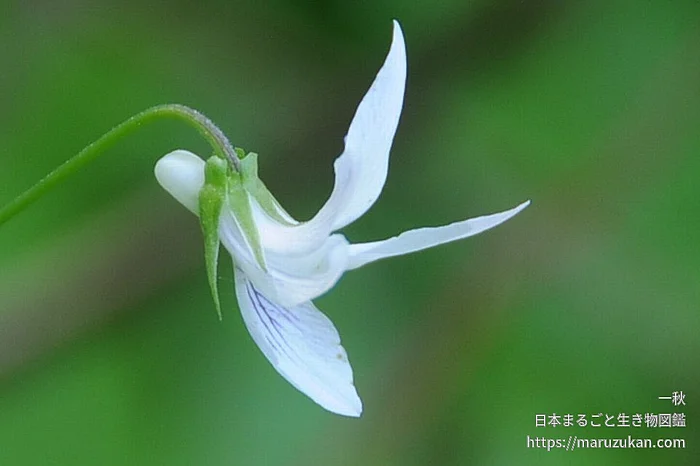 タデスミレ（花）の写真