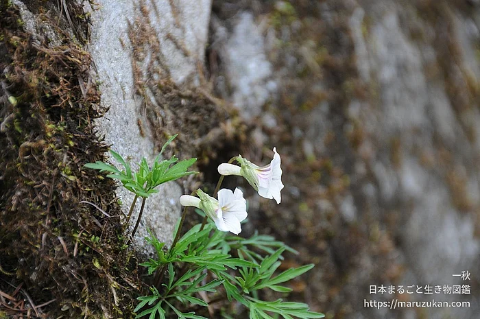 ヒゴスミレ（花）の写真