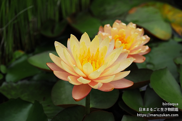 マンカラウボン