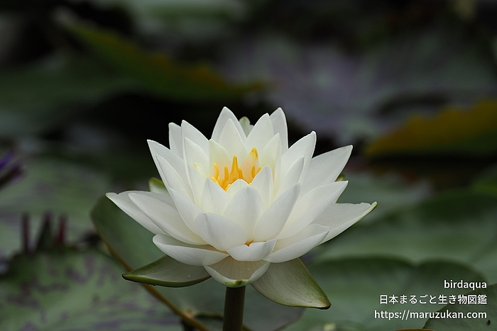 マニーサイアム