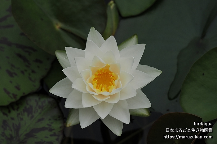 マニーサイアム