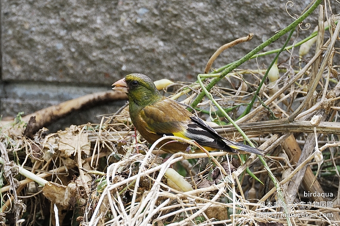 カワラヒワ
