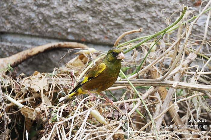 カワラヒワ