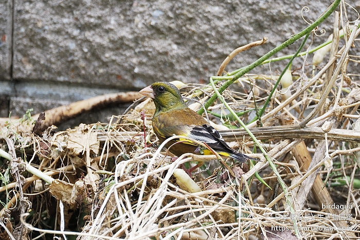 カワラヒワ