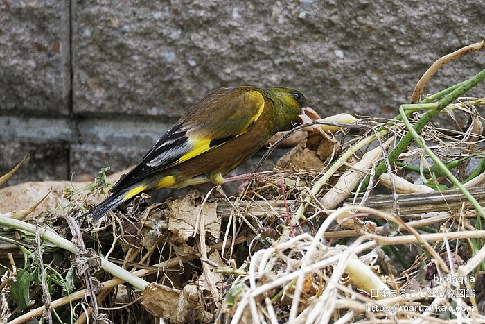 カワラヒワ