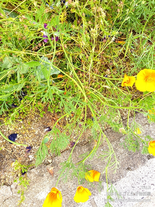 ハナビシソウ