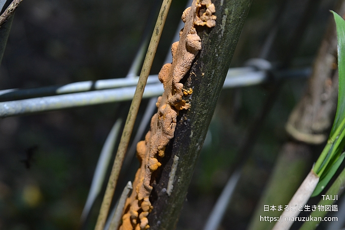 メダケアカゴロモビョウキン