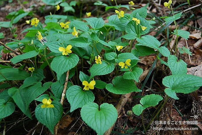 オオバキスミレ（花）の写真