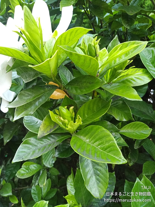 クチナシ
